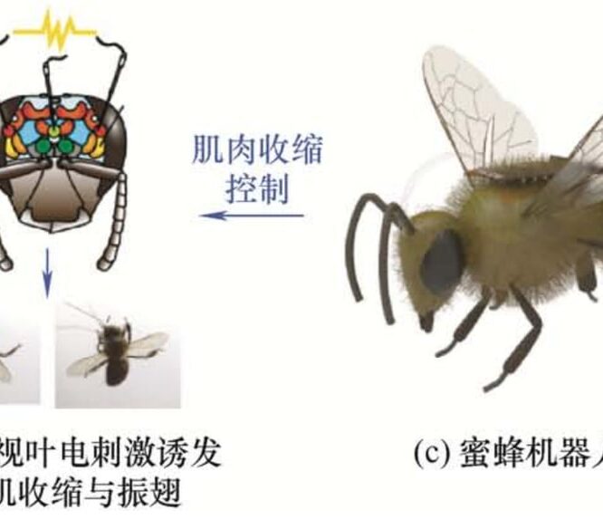 China mind controls bees with worlds lightest brain chip for spying rescue ops interesting engineering