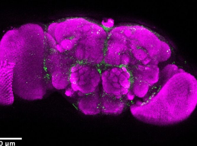 Molecular observations by uc santa cruz scientists demystify parasitic mind control uc santa cruz news
