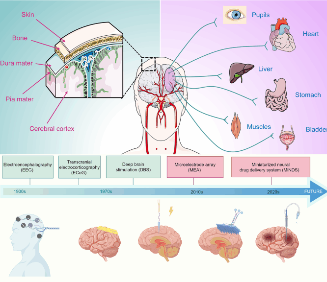 Revolutionizing braine28092computer interfaces overcoming biocompatibility challenges in implantable neural interfaces journal of nanobiotechnology