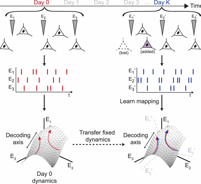 Stabilizing brain computer interfaces through alignment of latent dynamics nature