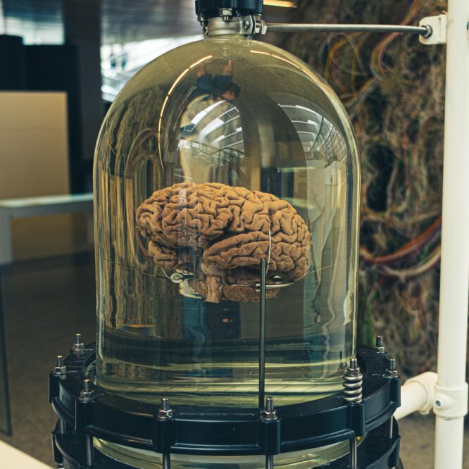 Brain