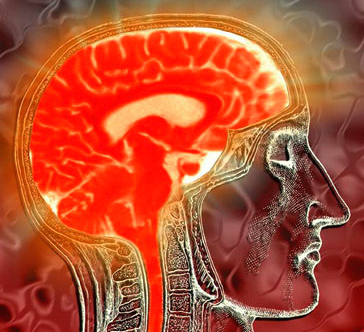 Brain